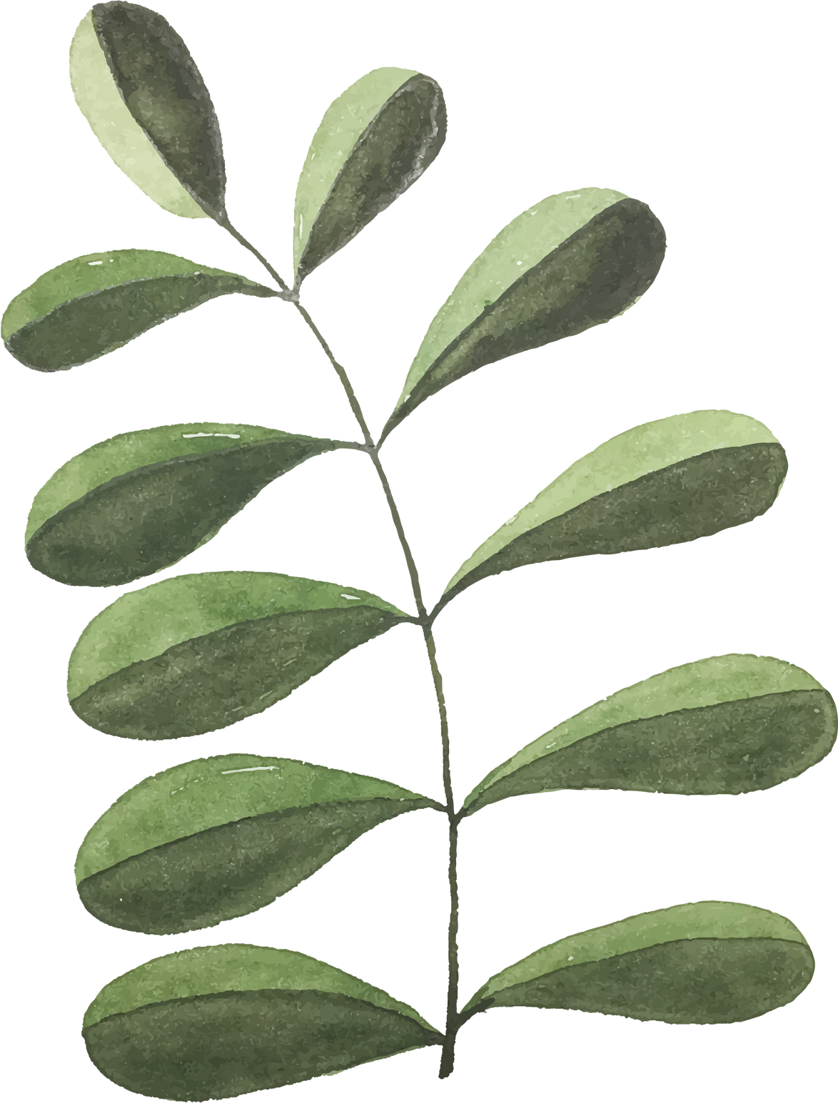 Watercolor Plant Illustration